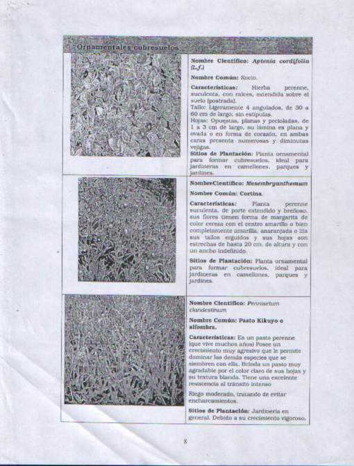 Plantas para presupuesto.