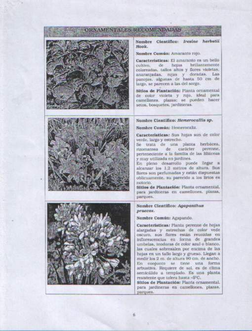 Plantas para presupuesto.