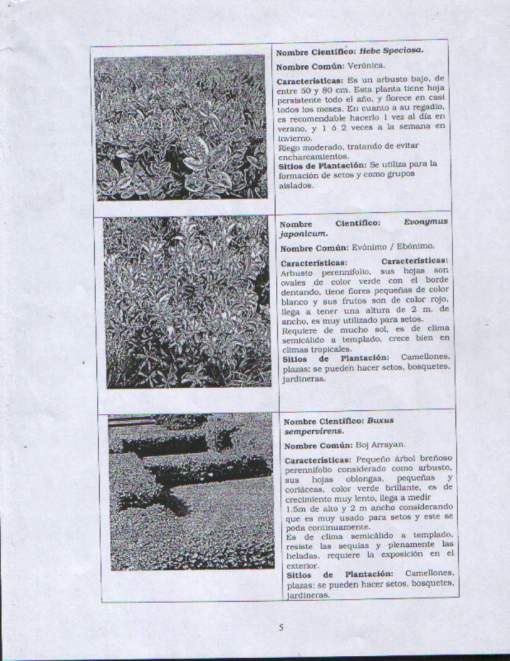 Plantas para presupuesto.