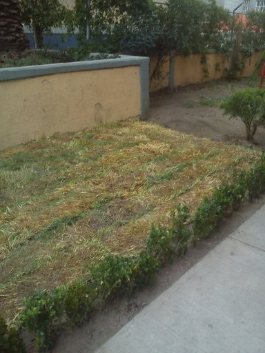 Pasto donado campaña política