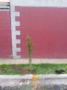 Evento de reforestación Gas Natural Fenosa - Naturalia