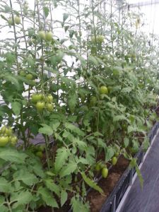 Jitomates del huerto urbano Torres 2